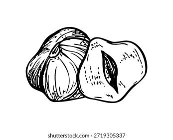 Dos avellanas peladas línea de tinta ilustración. Composición de nueces secas maduras monocromáticas. Dibujo de aguafuerte de vainas para envases de alimentos saludables, postes de blog nutricional, Elementos de Sitio web de cocina.
