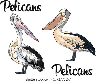 Two Pelican birds vector design element