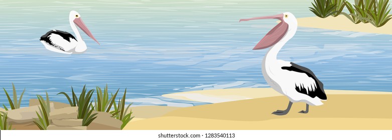 Two pelicans on the sandy shore of the lake. Wild birds of Australia, New Guinea and Indonesia. Realistic Vector landscape