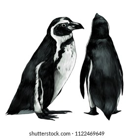 two penguins stand in full height one sideways second back, sketch vector graphic color illustration on white background