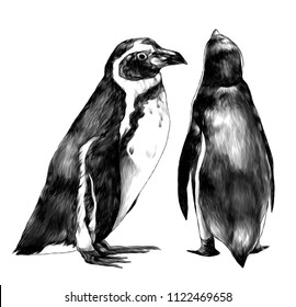 two penguins stand in full height one sideways second back, sketch vector graphics monochrome illustration on white background
