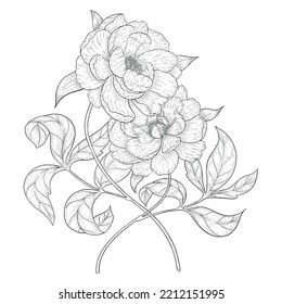 Ilustración del contorno vectorial de dos peonías.