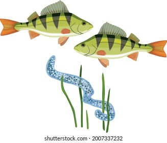 Two perch (Perca fluviatilis) fishes and egg strand isolated on white background