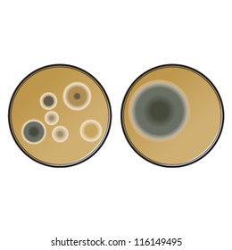 Two petri dishes with microbes/fungi/mould growing on them.