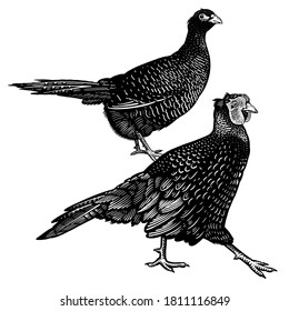 Two pheasants isolated on a white background. Domestic bird. Farm animals series. Vector illustration of poultry. Black and white graphics. Vintage sketch.