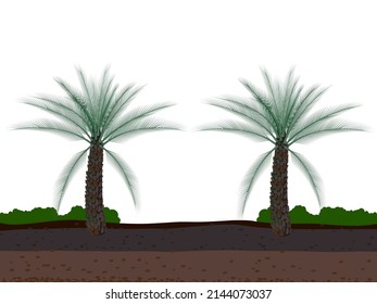 two Phoenix dactylifera plants on a white background.