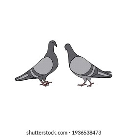 Two pigeons - hand drawn vector illustration isolated on white. Flat colors.