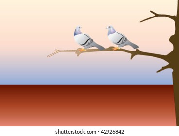 Two pigeons are looking eachother.