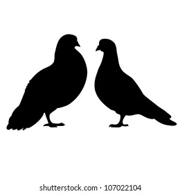 Two pigeons love silhouettes