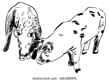 Zwei Schweine zeichnen Skizze. Schwarz-Weiß-Grafik, Vektorgrafik