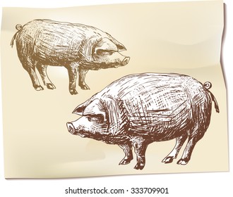 Two pigs in the hand drawing