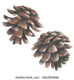 Two Pine Cones. Watercolor. Clipping.