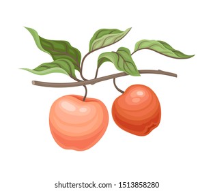 Two pink apples on a branch. Vector illustration on a white background.