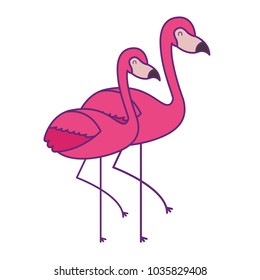 two pink flamingo bird exotic image