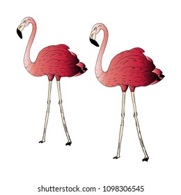 Two pink flamingos. Colored, comics style. Vector illustration.