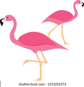 two pink flamingos in isolation