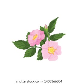 Two pink flowers with a bud on a white background. Vector illustration.