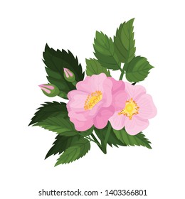 Two pink flowers with two buds on a white background. Vector illustration..