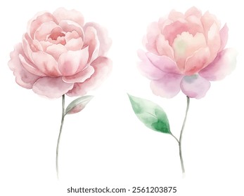 Two pink flowers with green leaves. The flowers are in the watercolor style. The flowers are very pretty and colorful