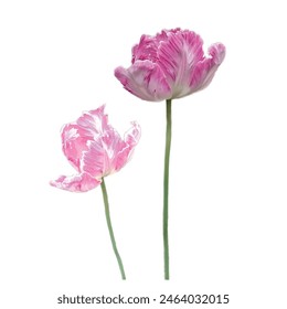 Two pink flowers with white tips are standing next to each other. The flowers are tall and slender, with a delicate appearance. The image has a serene and peaceful mood