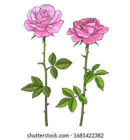 Dos rosas rosas rosas con hojas y tallos. Ilustración vectorial dibujada a mano real aislada en fondo blanco. Elementos decorativos para los tatuajes de flores, tarjetas de felicitación, invitaciones de boda.