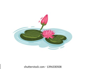 Two pink water lilies on the water. Vector illustration on white background.