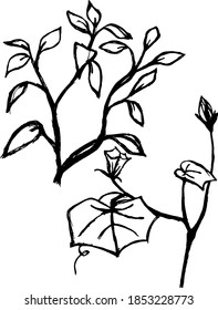 two plant elements with a contour outline with large leaves and branches