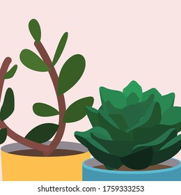Two plants close up. Money tree and succulents in pots. Home garden