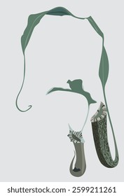 Two plants of nepenthes ramispina