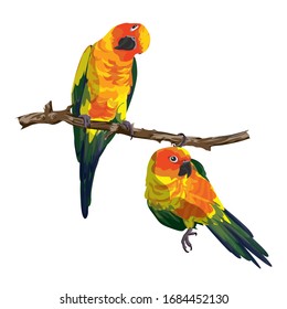 Two playful Sun Conures on a branch.