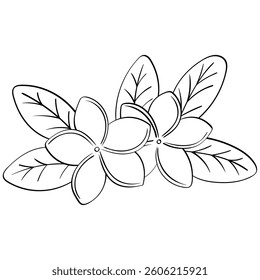 two plumeria flowers with leaves handrawn outline style illustration