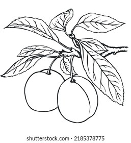 Two plums on a branch. Coloring book.  For fresh organic food or agricultural label design.