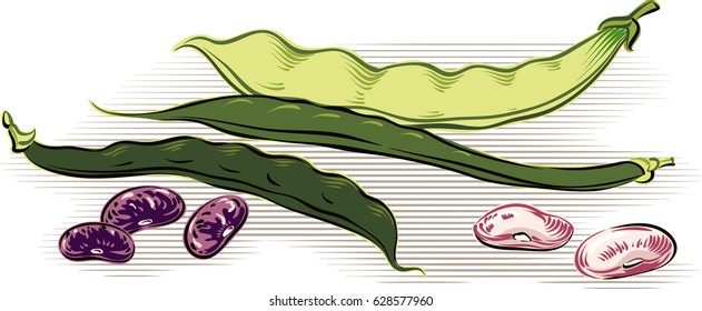 Two pods of green beans and yellow beans a pod.
