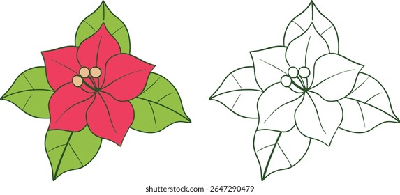 Two Poinsettia Flowers One Colored One Outlined Against White Background Vector Illustration