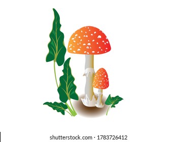 Two poisonous fly agaric mushrooms next to large green leaves. Vector drawing for design.