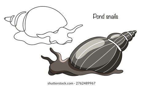 Two pond snails are depicted side by side. These freshwater snails have an elongated, cone-shaped shell, coiled into a spiral, and a wide foot adapted for slow movement. Vector illustration.