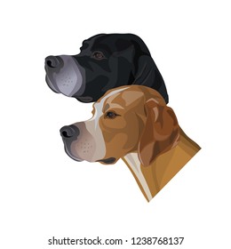 Two portraits of English pointer dogs black and white and orange and white coloring. Vector illustration isolated on white background