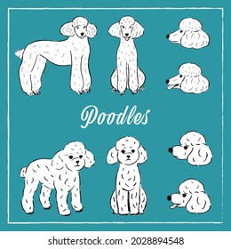 Two pose and side face poodles 