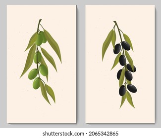 Two poster template with green and black olive branches. Vector illustration. For use in intrera, cafes and restaurants, menus, prints, covers and lustrations, icons and logos.