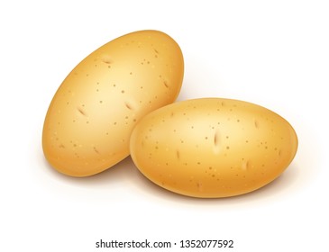 Two potatoes. Useful vegetable. Vegetarian food ingredient. Agriculture plant. Natural product. Isolated white background. Eps10 vector illustration.