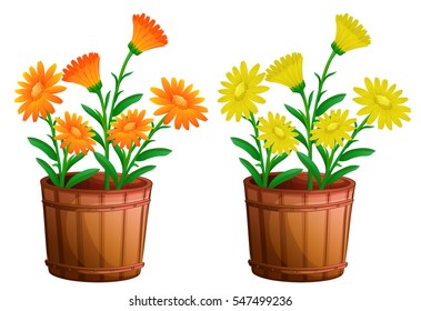 Two pots of calendula flowers illustration