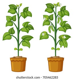 Two potted plants with beans illustration