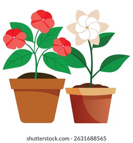 Two potted plants with vibrant flowers. Red and white blossoms in terracotta pots, isolated on white.