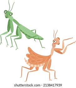 Two Praying Mantis Insects, Vector Illustration