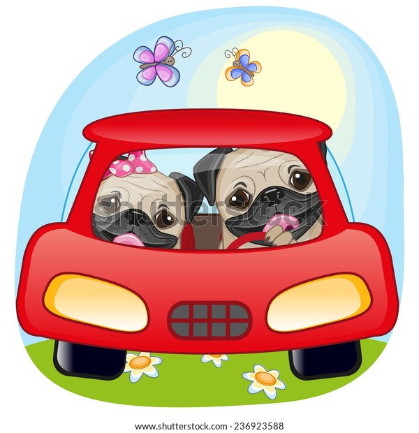 Two Pug Dogs is sitting in
a car 