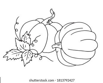 Two pumpkins drawn in outline doodle style.  The composition for balance is complemented by leaves and tendrils.  Vector illustration .  For the design of advertising, label, postcards, shop.