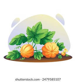 Dos calabazas en una cama de jardín, vid de calabaza y hojas, flor de calabaza. Ilustración vectorial brillante sobre el tema del otoño, la cosecha.