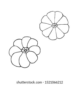 Two pumpkins. Hand drawing sketch. Black outline on white background. Picture can be used in advertisement, posters, flyers, banners, logo, further design etc. Vector illustration. EPS10