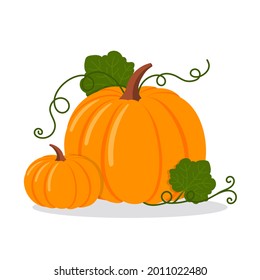 Two pumpkins with leaves, isolated flat vector illustration on white background