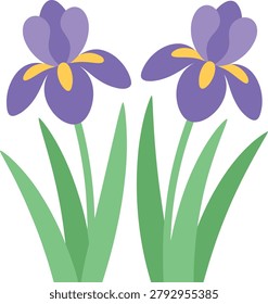 Two purple iris flowers with yellow centers and green leaves